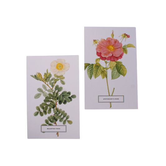Vintage Style Botanical Postcards Prints